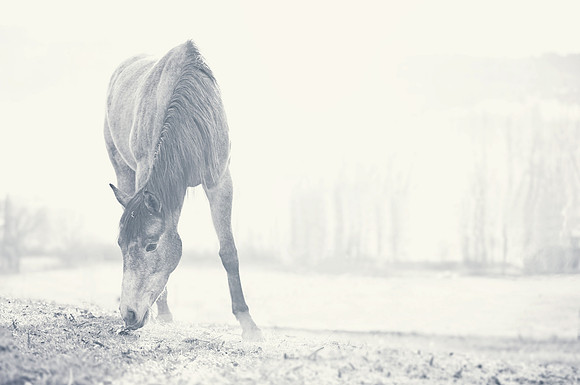 Equine (4)